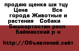 продаю щенка ши-тцу › Цена ­ 10 000 - Все города Животные и растения » Собаки   . Башкортостан респ.,Баймакский р-н